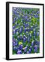 Bluebonnets and Flax-Darrell Gulin-Framed Photographic Print