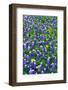 Bluebonnets and Flax-Darrell Gulin-Framed Photographic Print