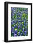 Bluebonnets and Flax-Darrell Gulin-Framed Photographic Print