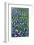 Bluebonnets and Flax-Darrell Gulin-Framed Photographic Print