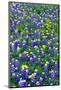 Bluebonnets and Flax-Darrell Gulin-Mounted Photographic Print