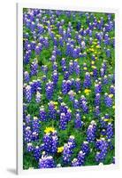 Bluebonnets and Flax-Darrell Gulin-Framed Photographic Print