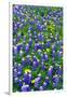 Bluebonnets and Flax-Darrell Gulin-Framed Photographic Print