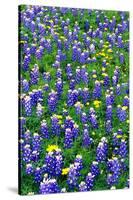 Bluebonnets and Flax-Darrell Gulin-Stretched Canvas