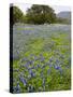 Bluebonnets and Oak Tree, Hill Country, Texas, USA-Alice Garland-Stretched Canvas
