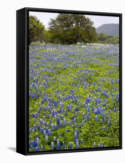 Bluebonnets and Oak Tree, Hill Country, Texas, USA-Alice Garland-Framed Stretched Canvas