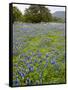 Bluebonnets and Oak Tree, Hill Country, Texas, USA-Alice Garland-Framed Stretched Canvas