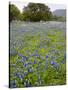 Bluebonnets and Oak Tree, Hill Country, Texas, USA-Alice Garland-Stretched Canvas