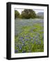 Bluebonnets and Oak Tree, Hill Country, Texas, USA-Alice Garland-Framed Photographic Print