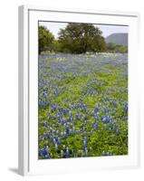 Bluebonnets and Oak Tree, Hill Country, Texas, USA-Alice Garland-Framed Photographic Print