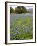 Bluebonnets and Oak Tree, Hill Country, Texas, USA-Alice Garland-Framed Photographic Print