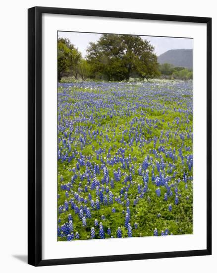 Bluebonnets and Oak Tree, Hill Country, Texas, USA-Alice Garland-Framed Photographic Print