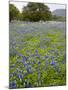 Bluebonnets and Oak Tree, Hill Country, Texas, USA-Alice Garland-Mounted Photographic Print