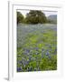 Bluebonnets and Oak Tree, Hill Country, Texas, USA-Alice Garland-Framed Photographic Print