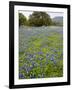 Bluebonnets and Oak Tree, Hill Country, Texas, USA-Alice Garland-Framed Photographic Print