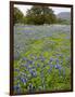 Bluebonnets and Oak Tree, Hill Country, Texas, USA-Alice Garland-Framed Photographic Print