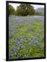 Bluebonnets and Oak Tree, Hill Country, Texas, USA-Alice Garland-Framed Photographic Print