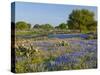 Bluebonnets and Oak Tree, Hill Country, Texas, USA-Alice Garland-Stretched Canvas