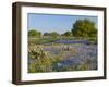 Bluebonnets and Oak Tree, Hill Country, Texas, USA-Alice Garland-Framed Premium Photographic Print