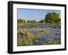 Bluebonnets and Oak Tree, Hill Country, Texas, USA-Alice Garland-Framed Photographic Print