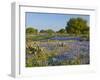 Bluebonnets and Oak Tree, Hill Country, Texas, USA-Alice Garland-Framed Photographic Print