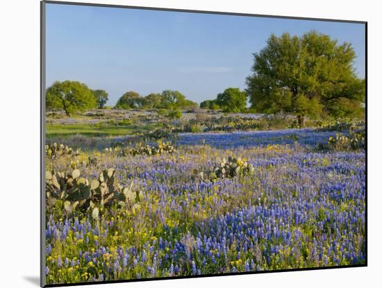 Bluebonnets and Oak Tree, Hill Country, Texas, USA-Alice Garland-Mounted Photographic Print