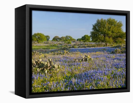 Bluebonnets and Oak Tree, Hill Country, Texas, USA-Alice Garland-Framed Stretched Canvas