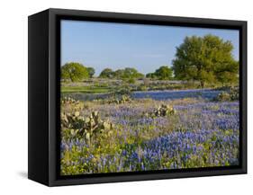 Bluebonnets and Oak Tree, Hill Country, Texas, USA-Alice Garland-Framed Stretched Canvas