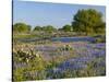 Bluebonnets and Oak Tree, Hill Country, Texas, USA-Alice Garland-Stretched Canvas