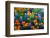 Bluebonnets and Paint Brush-Darrell Gulin-Framed Photographic Print