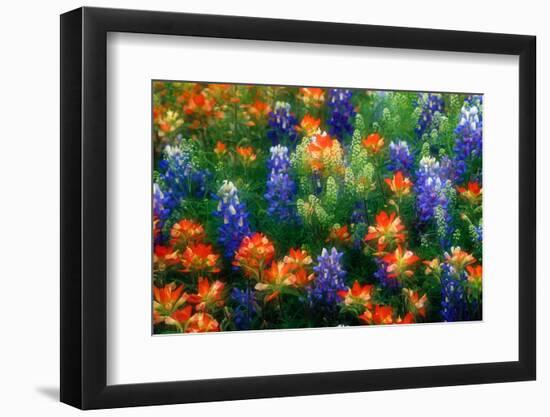 Bluebonnets and Paint Brush-Darrell Gulin-Framed Photographic Print