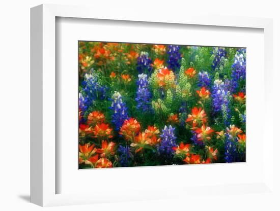 Bluebonnets and Paint Brush-Darrell Gulin-Framed Photographic Print