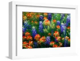 Bluebonnets and Paint Brush-Darrell Gulin-Framed Photographic Print