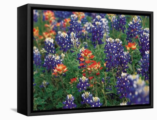 Bluebonnets and Paintbrush, Hill Country, Texas, USA-Dee Ann Pederson-Framed Stretched Canvas