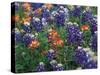 Bluebonnets and Paintbrush, Hill Country, Texas, USA-Dee Ann Pederson-Stretched Canvas