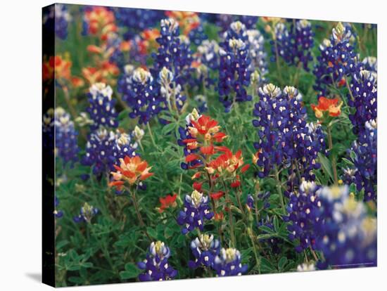 Bluebonnets and Paintbrush, Hill Country, Texas, USA-Dee Ann Pederson-Stretched Canvas