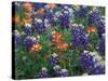 Bluebonnets and Paintbrush, Hill Country, Texas, USA-Dee Ann Pederson-Stretched Canvas