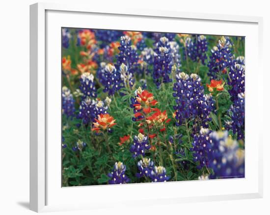 Bluebonnets and Paintbrush, Hill Country, Texas, USA-Dee Ann Pederson-Framed Photographic Print