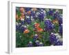 Bluebonnets and Paintbrush, Hill Country, Texas, USA-Dee Ann Pederson-Framed Photographic Print