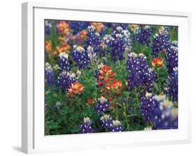 Bluebonnets and Paintbrush, Hill Country, Texas, USA-Dee Ann Pederson-Framed Photographic Print