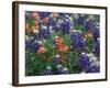 Bluebonnets and Paintbrush, Hill Country, Texas, USA-Dee Ann Pederson-Framed Photographic Print