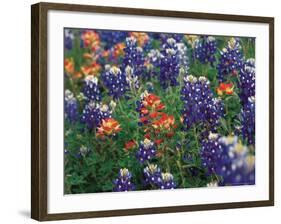 Bluebonnets and Paintbrush, Hill Country, Texas, USA-Dee Ann Pederson-Framed Photographic Print