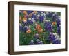 Bluebonnets and Paintbrush, Hill Country, Texas, USA-Dee Ann Pederson-Framed Photographic Print