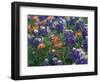 Bluebonnets and Paintbrush, Hill Country, Texas, USA-Dee Ann Pederson-Framed Photographic Print