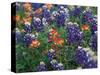 Bluebonnets and Paintbrush, Hill Country, Texas, USA-Dee Ann Pederson-Stretched Canvas