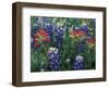 Bluebonnets and Paintbrush in Bloom, Hill Country, Texas, USA-Adam Jones-Framed Photographic Print