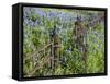 Bluebonnets and Phlox, Hill Country, Texas, USA-Alice Garland-Framed Stretched Canvas