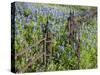 Bluebonnets and Phlox, Hill Country, Texas, USA-Alice Garland-Stretched Canvas