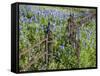 Bluebonnets and Phlox, Hill Country, Texas, USA-Alice Garland-Framed Stretched Canvas