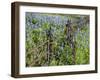 Bluebonnets and Phlox, Hill Country, Texas, USA-Alice Garland-Framed Photographic Print